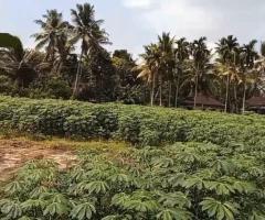 🌳Valuable Land in Gonapola, Kumbuka North - Serene & Connected! 🏞️ - 7