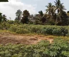 🌳Valuable Land in Gonapola, Kumbuka North - Serene & Connected! 🏞️ - 9