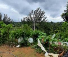 🌳Land for Sale in Kandy! A Golden Investment Opportunity! 💰