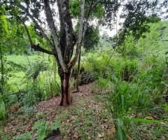 🌳Land for Sale in Kandy! A Golden Investment Opportunity! 💰 - 4