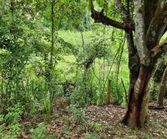 🌳Land for Sale in Kandy! A Golden Investment Opportunity! 💰 - 5
