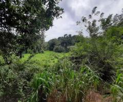 🌳Land for Sale in Kandy! A Golden Investment Opportunity! 💰 - 6