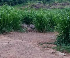 🌳 Massive 400 Perch Land for Sale in Pasyala, Gampaha | Kandy Road Frontage! ✨ - 2