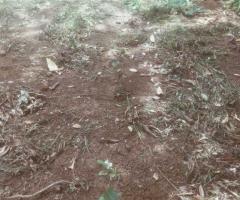 🏡 Land for Urgent Sale & Investment Near Matara City! ✨ - 5