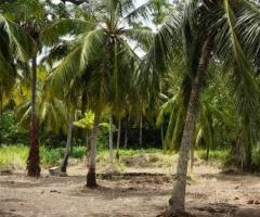 A Golden Investment Opportunity in Anuradhapura! ✨ - 8