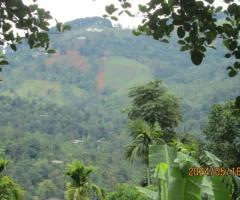 🏡✨ Own a Piece of Paradise in the Scenic Hills of Galaha, Kandy! 🤩⛰️ - 8