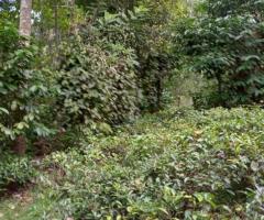 🏡✨ Own a Piece of Paradise in the Scenic Hills of Galaha, Kandy! 🤩⛰️ - 10