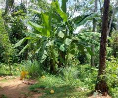 🏡 Kosgama Land for Sale | 47 Perches with House - 8