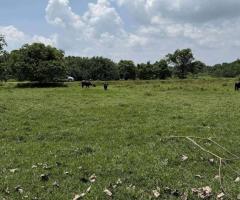 ​🌊Colombo-Kandy Road, Kalgadihena - Serene 96 Perch Land for Sale with Attanagalu Oya Frontage! 🤩 - 3