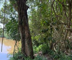 ​🌊Colombo-Kandy Road, Kalgadihena - Serene 96 Perch Land for Sale with Attanagalu Oya Frontage! 🤩 - 7