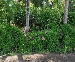 ​🏡🌳 Walasmulla | Nidangoda Alla: Prime Land with a House for Residential and Commercial Purposes! ✨ - 3