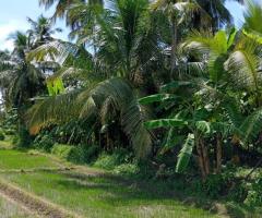 ​🏡🌳 Walasmulla | Nidangoda Alla: Prime Land with a House for Residential and Commercial Purposes! ✨ - 4