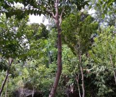 ​🏡 Your Dream Home in Galle Awaits! 🏡 - 2