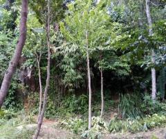 ​🏡 Your Dream Home in Galle Awaits! 🏡 - 4