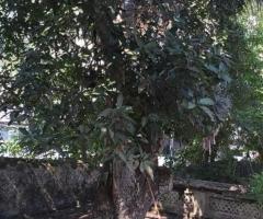 ​🏡 Prime Land & House for Sale in Galle, Opposite Mahinda College! ✨ - 4