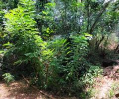 Discover Your Piece of Paradise: 25 Perches in Scenic Digana, Kandy 🏡🏝️🌳 - 2