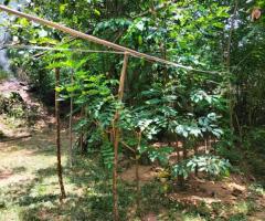 Discover Your Piece of Paradise: 25 Perches in Scenic Digana, Kandy 🏡🏝️🌳 - 3