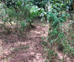 Discover Your Piece of Paradise: 25 Perches in Scenic Digana, Kandy 🏡🏝️🌳 - 4