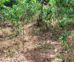 Discover Your Piece of Paradise: 25 Perches in Scenic Digana, Kandy 🏡🏝️🌳 - 6