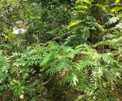 Discover Your Piece of Paradise: 25 Perches in Scenic Digana, Kandy 🏡🏝️🌳 - 7