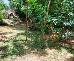 Discover Your Piece of Paradise: 25 Perches in Scenic Digana, Kandy 🏡🏝️🌳 - 8