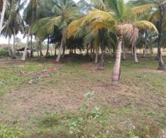 Land for sale in Anuradapura - 8