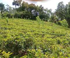 Land for sale in kandy/galaha