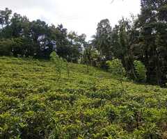 Land for sale in kandy/galaha - 2