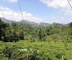 Land for sale in kandy/galaha - 4