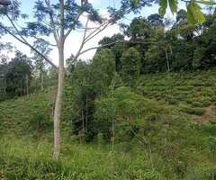 Land for sale in kandy/galaha - 5