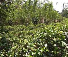 🔑🌿 *Charming Tea-Cultivated Land for Sale – Pilana-Meepé Road, Galle*
