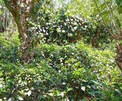 🔑🌿 *Charming Tea-Cultivated Land for Sale – Pilana-Meepé Road, Galle* - 3
