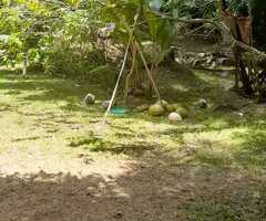 🔑 Spacious 80-Perch Land with a House for Sale in Minuwangoda Town - 2