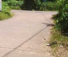 🔑 Spacious 80-Perch Land with a House for Sale in Minuwangoda Town - 3