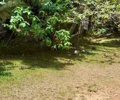 🔑 Spacious 80-Perch Land with a House for Sale in Minuwangoda Town - 8