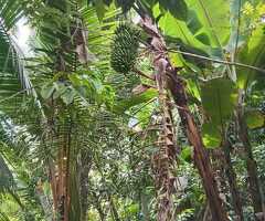 🇱🇰 For Sale – Prime 57.8 Perches Land and House in Galle. - 2