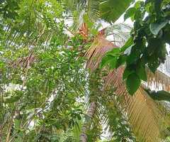 🇱🇰 For Sale – Prime 57.8 Perches Land and House in Galle. - 3