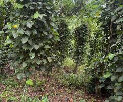 ​🚨 URGENT SALE! - 3