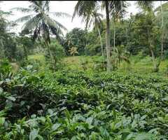 🇱🇰 For Sale – Prime 54 Perch Elevated Land in Galle