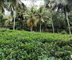 🇱🇰 For Sale – Prime 54 Perch Elevated Land in Galle - 2
