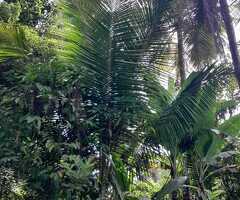 Land for sale in gampaha/miriswaththa(yakkala) - 3