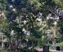 Land for sale in gampaha/miriswaththa(yakkala) - 5