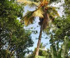 Land for sale in gampaha/miriswaththa(yakkala) - 10