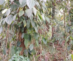 Land for sale in kandy - 4