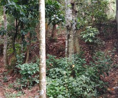 Land for sale in kandy - 8