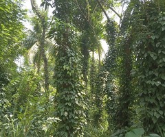 ​🌿 Investment Opportunities in the Scenic Badulla District, Sri Lanka - 10